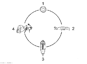 Noctuelle_Koppert6