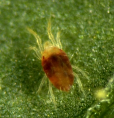 Coloration rouge d'un adulte de <i>Tetranychus urticae</i>.