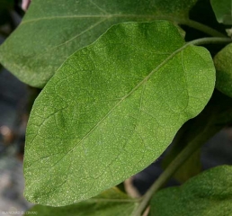 Une attaque de <i>Tetranychus urticae</i>  sur feuille d'aubergine. On observe des décolorations punctiformes, des surfaces désechées.