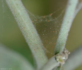 Une attaque de <i>Tetranychus urticae</i>  sur plant de piment. On observe des toiles entre les tiges.