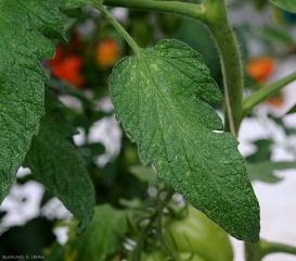 Une attaque de <i>Tetranychus urticae</i>  sur feuille de tomate. On observe des décolorations punctiformes, des surfaces désechées.