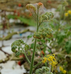 Une attaque sévère de <i>Tetranychus urticae</i>  sur plant de tomate. Les feuilles sont désechées, recroquevillées, recouvertes de toiles.