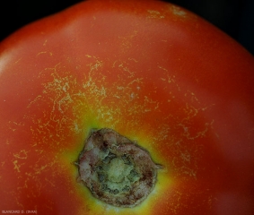 Une attaque de <i>Tetranychus urticae</i>  sur une tomate. On observe des décolorations punctiformes.