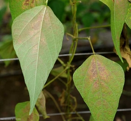 Une attaque de <i>Tetranychus urticae</i>  sur feuilles de haricot. On observe des décolorations punctiformes, des surfaces désechées.