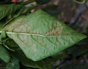 Une attaque de <i>Tetranychus urticae</i>  sur feuille de piment. On observe des décolorations punctiformes, des surfaces désechées.