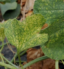 Une attaque de <i>Tetranychus urticae</i>  sur feuille de melon. On observe des décolorations punctiformes, des surfaces désechées.