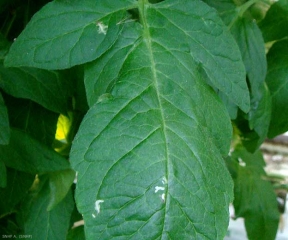 Début de dégât foliaire. © Lacordaire, Koppert
France