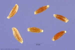 artemisia-vulgaris1