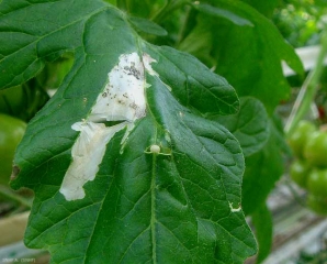 Evolution des dégâts foliaires. © Lacordaire, Koppert France