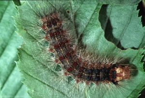 Chenille de bombyx disparate au dernier stade larvaire.