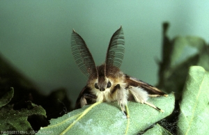 Papillon mâle de bombyx disparate, les antennes pectinées du mâle servent de récepteur aux phéromones sexuelles de la femelle.