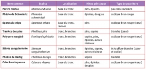 Tableau_lignivores_résineux