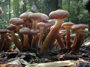 Touffe de sporophore d'armillaire obscure (<i>Armillaria ostoyae</i>) sur sapin pectiné. (© LM Nageleisen)