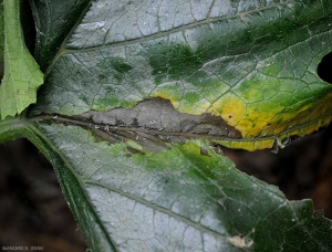 Lésion humide et noirâtre s'étendant de part et d'autre d'une nervure d'une feuille de courgette. cette dernière est brunâtre et le limbe en périphérie de la lésion jaunit par endroits. <b><i>Pectobacterium carotovorum</i> subsp. <i>carotovorum</i></b> (pourriture bactérienne, bacterial stem rot and fruit rot)