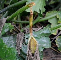 La pourriture engendrée par <b><i>Pectobacterium carotovorum</i> subsp. <i>carotovorum</i></b> sur un tronçon de pétiole a entraîner sa rupture partielle et le dessèchement de la feuille de courgette en aval. (pourriture bactérienne, bacterial stem rot and fruit rot)