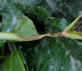  Le développement de <b><i>Pectobacterium carotovorum</i> subsp. <i>carotovorum</i></b> sur ce pétiole de courgette a conduit à la pourriture et l'effondrement  des tissus sur un tronçon de plusieurs centimètres. Les tissus brun sombre en périphérie s'éclaircissent en se desséchant. (pourriture bactérienne, bacterial stem rot and fruit rot)