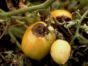 Sépales nécrosés, taches concaves déprimées situées au niveau de l’attache pédonculaire du fruit, portant une moisissure noire.
© INRA