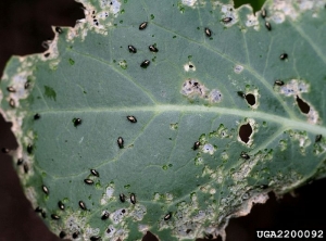 <i>Phyllotreta cruciferae</i> sur brocoli.
© Whitney Cranshaw, Colorado State University, Bugwood.org