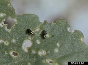 Adultes de <i>Phyllotreta pusilla.</i>
© Whitney Cranshaw, Colorado State University, Bugwood.org