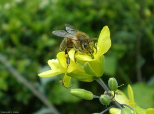 apis-mellifera