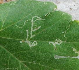 Des pupes de <b><i>Liriomyza trifolii</i></b> de couleur ocre à marron foncé sont visibles à l'intérieur des mines présentes sur cette feuille de courgette. (mineuses)