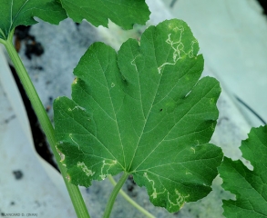 Plusieurs mines ont été formées sur cette jeune feuille de courgette par les larves d'une <b>mouche mineuse</b>.