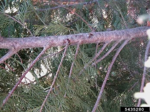 Ecoulement caractéristique de résine le long d'un tronc parasité par l'agent du chancre du cyprés. © Jennifer Olson, Oklahoma State University, Bugwood.org