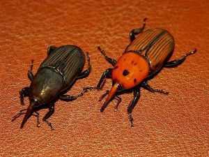 Deux mâles de charançons rouges du palmier montrant la variabilité de la coloration chez l’adulte. © INRA