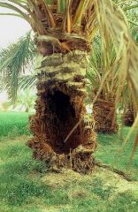 Dégâts causés par le charançon rouge du palmier. © INRA