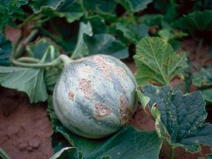 Taches en relief de cladosporiose sur fruit de melon. © INRA