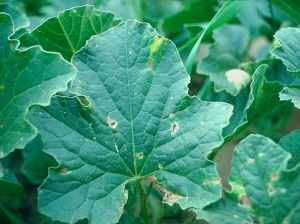 Taches de cladosporiose sur feuilles de melon. © INRA