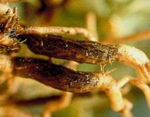 Manchons très liégeux et enflés. © INRA