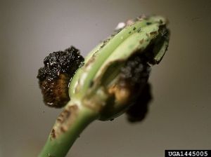 Dégâts causés par une larve sur bourgeon floral. © Richard A. Casagrande, University of Rhode Island, Bugwood.org
