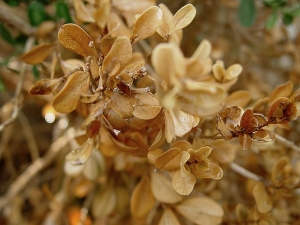 Symptômes avancés de symptômes foliaires provoqués par <i>Cylindrocladium buxi</i> sur buis. Les feuilles et les rameaux sont entièrement desséchs. © F. Marque / UPJ