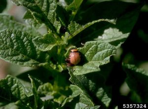 Larve de doryphore sur pomme de terre. © Howard F. Schwartz, Colorado State University, Bugwood.org