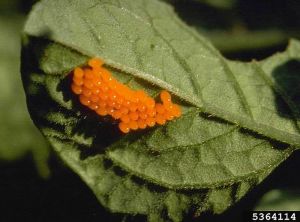 OEufs de doryphores. © Whitney Cranshaw, Colorado State University, Bugwood.org