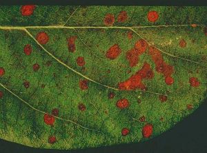 Taches de rouille avec des ponctuations noirâtres sur feuille de cognassier. © INRA