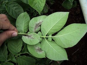 Symptômes sur feuilles de pommes de terre. © INRA