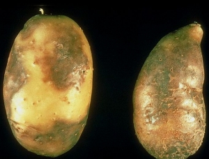 Symptômes externes sur tubercules de pomme de terre. © INRA