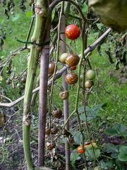 Symptômes sur plant et fruits. © INRA