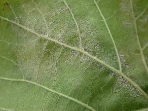 Feutrage blanc ou sporulation à la face inférieure d'une feuille affectée par le mildiou.