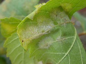 Feutrage blanc à la face inférieure de la feuille. © INRA