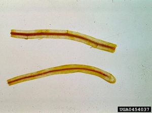 Coupe longitudinale de radicelles avec cylindre central rouge caractéristique © SCRIDundee Archive, Scottish Crop Research Institute, Bugwood.org