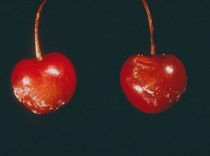 Début d’une attaque de Monilia laxa sur cerises.Noter la présence de jeunes coussinet blanchâtres plus sou moins réparti en cercles.  © INRA