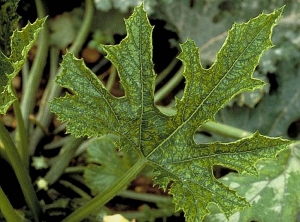 Feuille de courgette affectée par le virus de la mosaïque du concombre et présentant une mosaïque jaune. © INRA