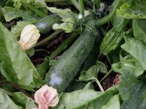 Courgette légèrement mosaïquée à la suite d'une infection virale par le virus de la mosaïque du concombre. © Dominique Blancard, INRA