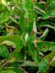 De nombreuses taches nécrotiques brunes parsèment ces feuilles de laurier parasité par l'oïdium. Certains tissus nécrosés commencent à se détacher avant de tomber. © Gilles Wuster - SRAL Pays de la Loire