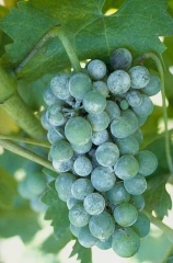 Symptômes sur grappes,raisins recouverts de poussière blanche (conidies). © INRA