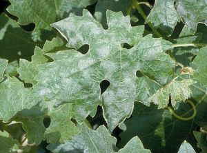 Taches foliaires avec fructifications conidiennes. © INRA