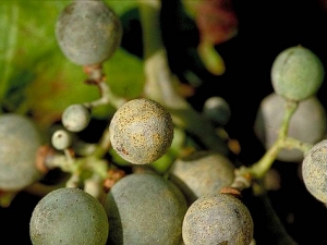 Cléistothèces d'oïdium visibles sur baies de raisin. © INRA